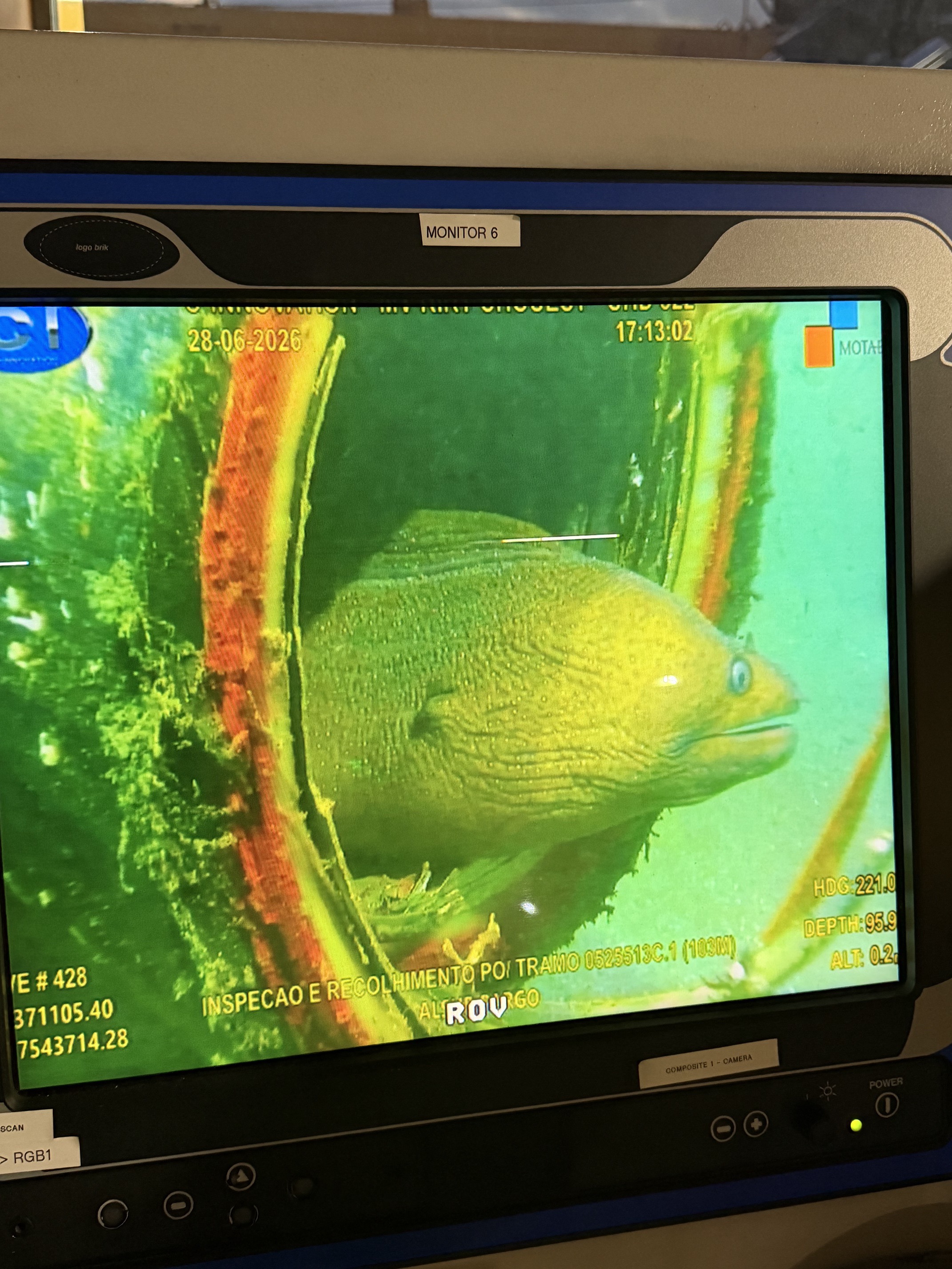 Moray eel during ROV subsea inspection, Campos Basin